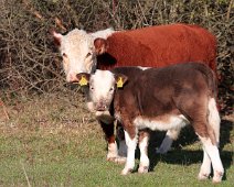 Hereford kvaeg IMG_0321